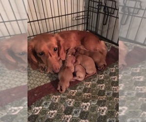 Mother of the Dachshund puppies born on 11/23/2020