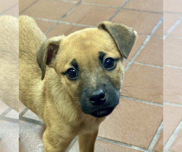 Medium Photo #3 Labrador Retriever-Unknown Mix Puppy For Sale in Jefferson, NJ, USA