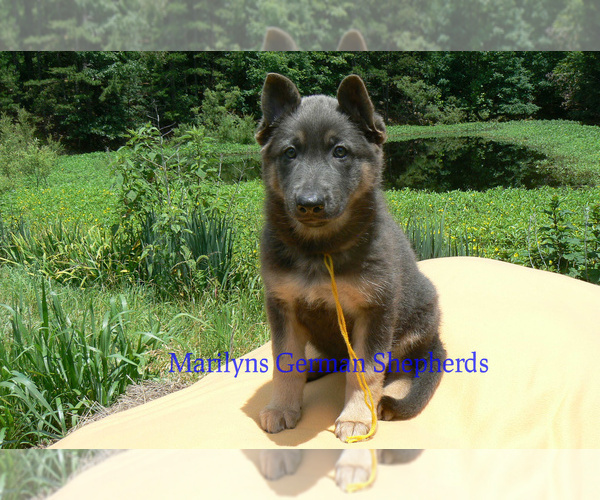 Medium Photo #6 German Shepherd Dog Puppy For Sale in PIEDMONT, MO, USA