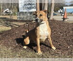 Small Photo #8 Labrador Retriever-Mountain Cur Mix Puppy For Sale in Greenbelt, MD, USA