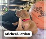 Small Photo #8 Golden Retriever Puppy For Sale in LIME SPRINGS, IA, USA