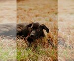 Small Photo #5 Labrador Retriever Puppy For Sale in Holly Springs, NC, USA
