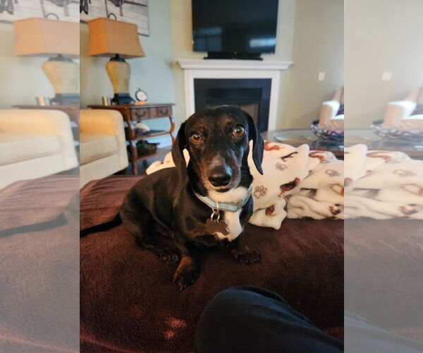 Medium Photo #2 Dachshund Puppy For Sale in Fruitland, SC, USA