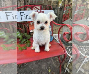 Maltese-Unknown Mix Dogs for adoption in Sioux Falls, SD, USA