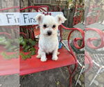 Small Maltese Mix
