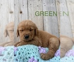 Small Photo #1 Golden Retriever Puppy For Sale in OGLESBY, TX, USA