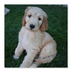 Goldendoodle Puppy for sale in SALT LAKE CITY, UT, USA