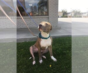 American Staffordshire Terrier Dogs for adoption in San Diego, CA, USA