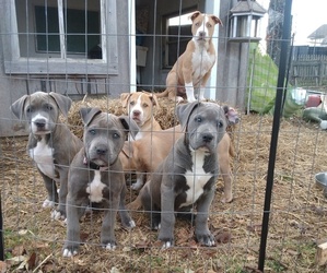 American Pit Bull Terrier-Bullypit Mix Puppy for sale in BENSON, NC, USA