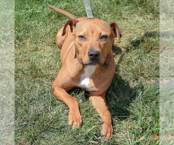 Medium Photo #4 American Staffordshire Terrier-Vizsla Mix Puppy For Sale in Huntley, IL, USA
