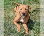 Small #3 American Staffordshire Terrier-Vizsla Mix