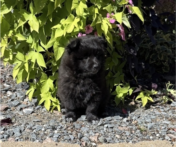 Medium Photo #3 Pomeranian Puppy For Sale in CURTISS, WI, USA