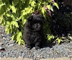 Small #2 Pomeranian