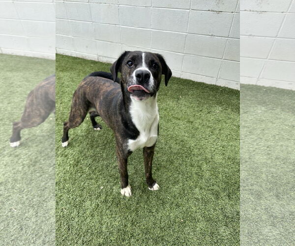 Medium Photo #4 Mountain Cur-Unknown Mix Puppy For Sale in Rockaway, NJ, USA