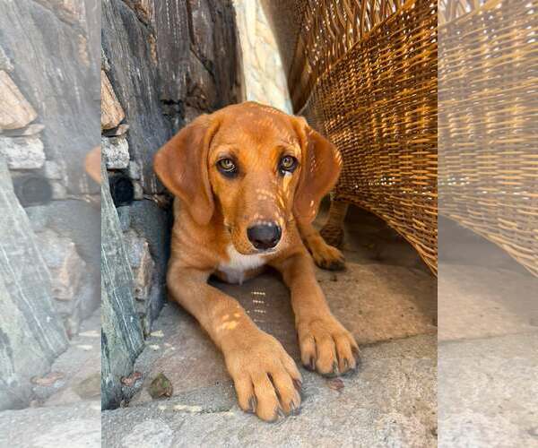 Medium Photo #7 Redbone Coonhound-Unknown Mix Puppy For Sale in pomfret, CT, USA