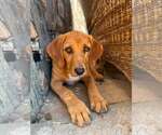 Small #6 Redbone Coonhound Mix