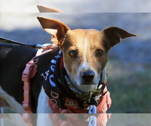 Beagle-Unknown Mix Dogs for adoption in Tampa, FL, USA