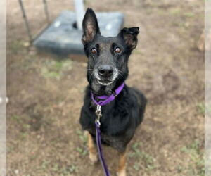 German Shepherd Dog-Unknown Mix Dogs for adoption in Ocala, FL, USA
