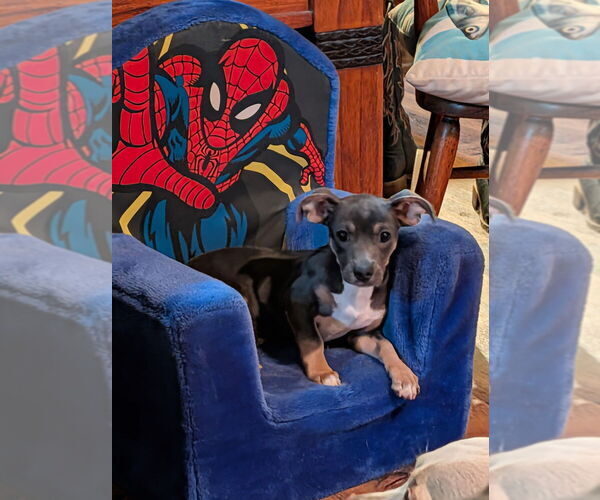 Medium Photo #3 Chiweenie Puppy For Sale in Mooresville, NC, USA