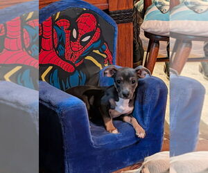 Stu - Male Chiweenie Dog for Adoption - Photo #3