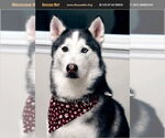 Small Siberian Husky