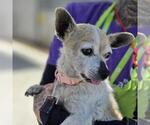 Small Chihuahua Mix