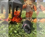 Small Photo #14 Labrador Retriever Puppy For Sale in NEOLA, WV, USA
