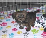Small Photo #13 Havashire Puppy For Sale in ORO VALLEY, AZ, USA