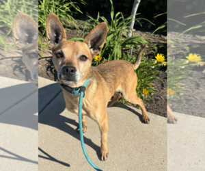 Chihuahua-Unknown Mix Dogs for adoption in Newport Beach, CA, USA