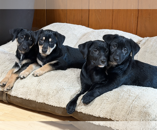 Medium Photo #2 Labrador Retriever-Pomeranian Mix Puppy For Sale in Anchorage, AK, USA