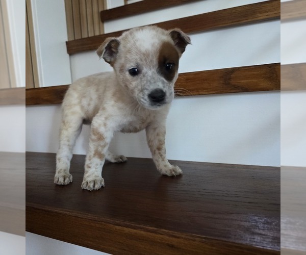 Medium Photo #10 Australian Cattle Dog Puppy For Sale in PUYALLUP, WA, USA