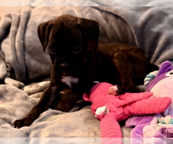 Medium Photo #2 Boxer Puppy For Sale in LANSING, MI, USA