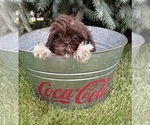 Small #2 Shih Tzu