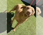Small #1 Retriever  Mix