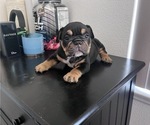 Small Photo #1 American Bully Puppy For Sale in POMONA, CA, USA