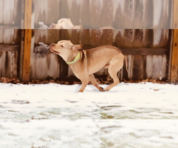 Medium Photo #10 American Pit Bull Terrier-Staffordshire Bull Terrier Mix Puppy For Sale in Princeton, MN, USA