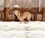 Small #9 American Pit Bull Terrier-Staffordshire Bull Terrier Mix