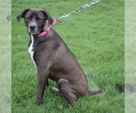 Small #3 American Bulldog-Labrador Retriever Mix