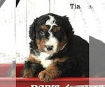 Small Photo #2 Bernedoodle Puppy For Sale in HUNTINGTON, MA, USA