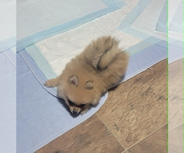 Medium Photo #3 Pomeranian Puppy For Sale in LOYAL, WI, USA