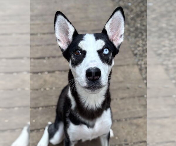 Medium Photo #2 Siberian Husky-Unknown Mix Puppy For Sale in Matawan, NJ, USA