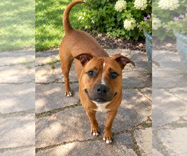 Medium Photo #7 Mutt Puppy For Sale in Caldwell, NJ, USA