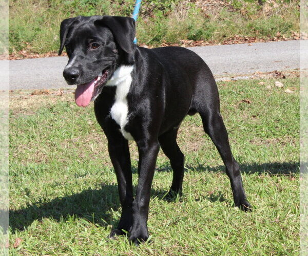 Medium Photo #2 Labrador Retriever-Unknown Mix Puppy For Sale in Prattville, AL, USA