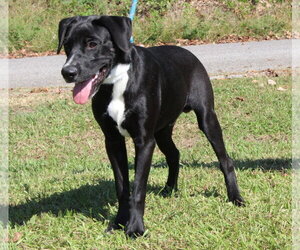 Gunner 44426 - Male Labrador Retriever-Unknown Mix Dog for Adoption - Photo #2