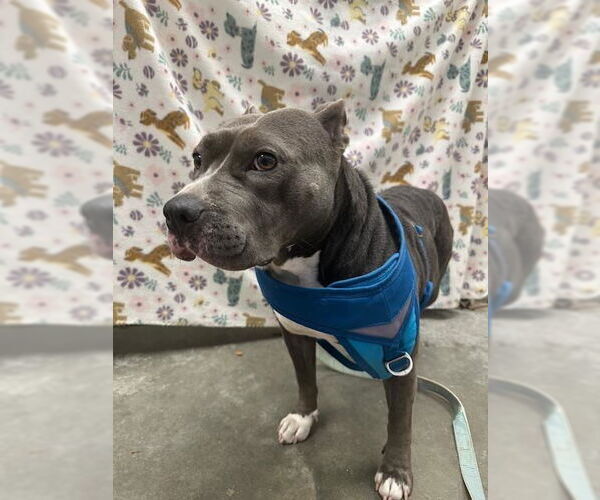 Medium Photo #1 Staffordshire Bull Terrier Puppy For Sale in Rosenberg, TX, USA