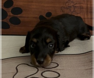 Dachshund Puppy for sale in CHARLOTTESVILLE, VA, USA
