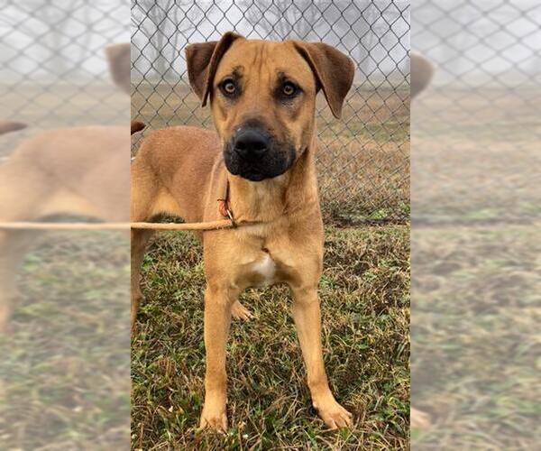 Medium Photo #2 Black Mouth Cur-Unknown Mix Puppy For Sale in Rosenberg, TX, USA