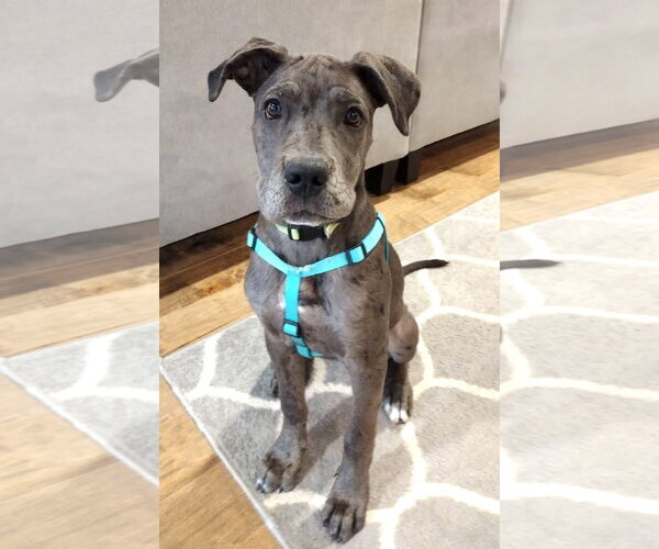 Medium Photo #4  Puppy For Sale in , 