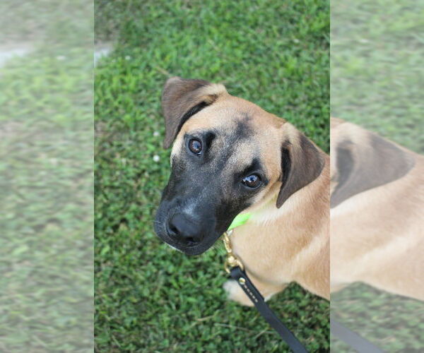 Medium Photo #22 Black Mouth Cur-Unknown Mix Puppy For Sale in Brewster, NY, USA