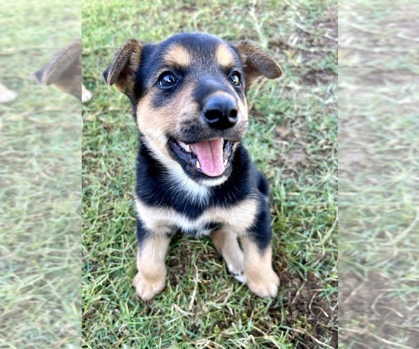 Medium Photo #9 Australian Cattle Dog Puppy For Sale in RAMONA, CA, USA
